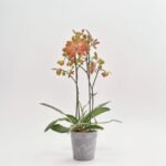 Phalaenopsis multiflora 2 pędy. mix