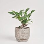 Fikus Microcarpa Ginseng