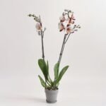 Phalaenopsis 2 pędy. biały mix