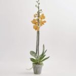 Phalaenopsis 2 pędy. pomarańczowy mix