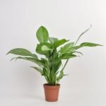 Skrzydłokwiat Bingo Cupido