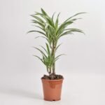 Dracena Fragrans Warneckii 2 pędy