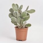 Opuncja Microdasys Albispina