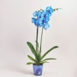 Phalaenopsis barwiony 2 pędy . niebieski