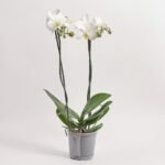 Phalaenopsis 2 pędy. mix