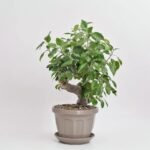Fikus Microcarpa Ginseng