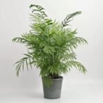 Chamedorea Elegans
