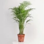 Dypsis Lutescens