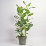 Bengalski Audrey 3 pędów